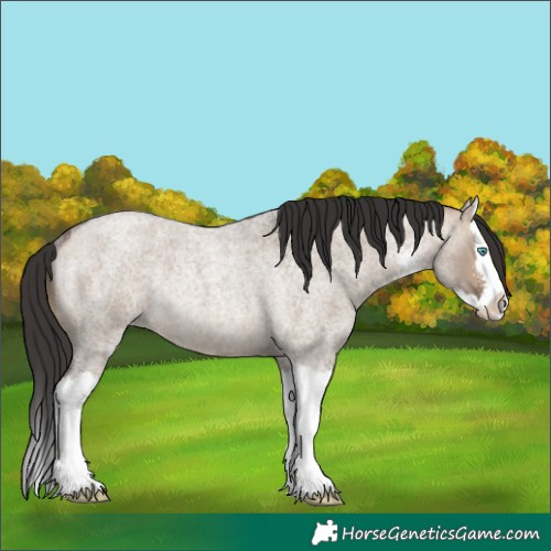 Horse Color:Bay Roan Dun Sabino Splash Rabicano 