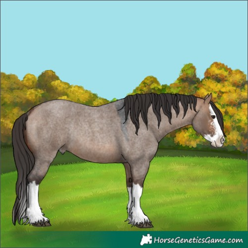 Horse Color:Bay Roan Dun Sabino Splash Rabicano