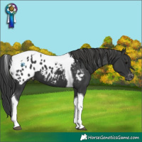 Horse Color:Black Tobiano Appaloosa 