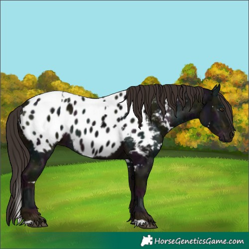 Horse Color:White Spotted Midnight Liver Chestnut Ice Appaloosa 