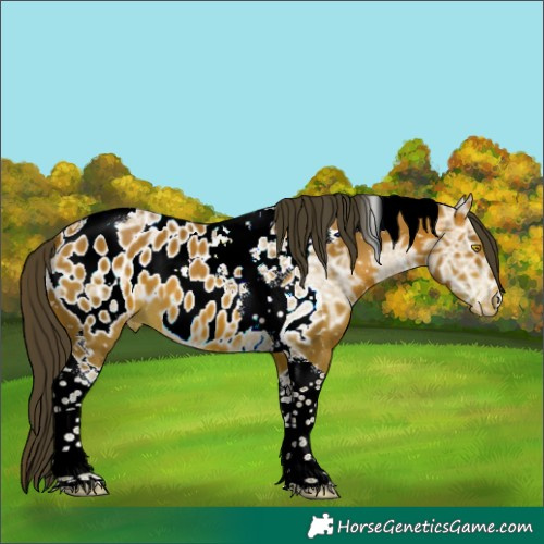 Horse Color:Sable Champagne Ice Tobiano Appaloosa 