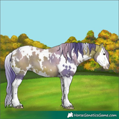 Horse Color:Watercolor White Spotted Bay Splash Appaloosa 
