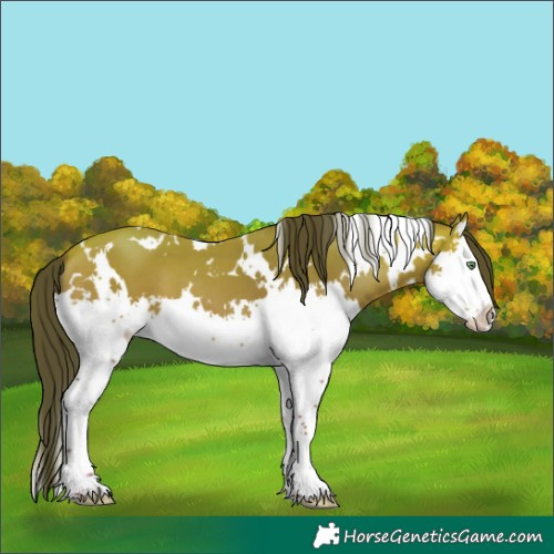 Horse Color:White Spotted Amber Champagne Splash 