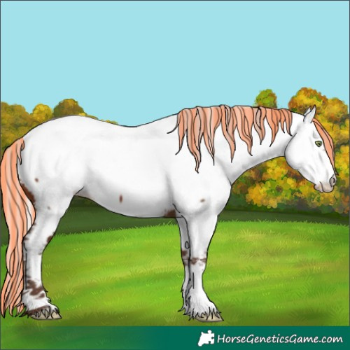 Horse Color:Painted Silver Brown Appaloosa 