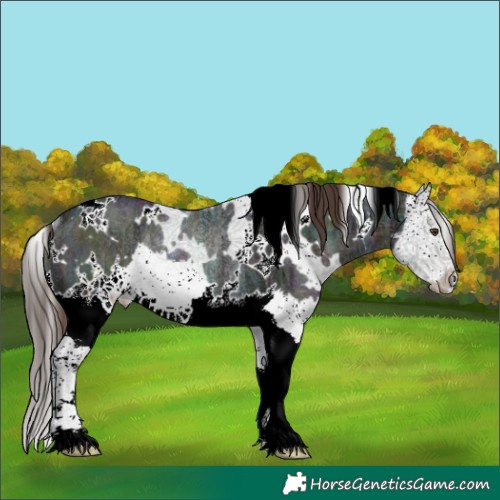 Horse Color:White Spotted Midnight Liver Chestnut Ice Splash Rabicano 