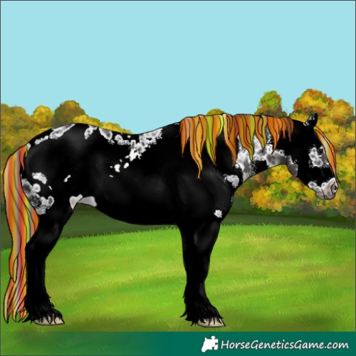 Horse Color:Painted Black Sabino Splash Frame Appaloosa