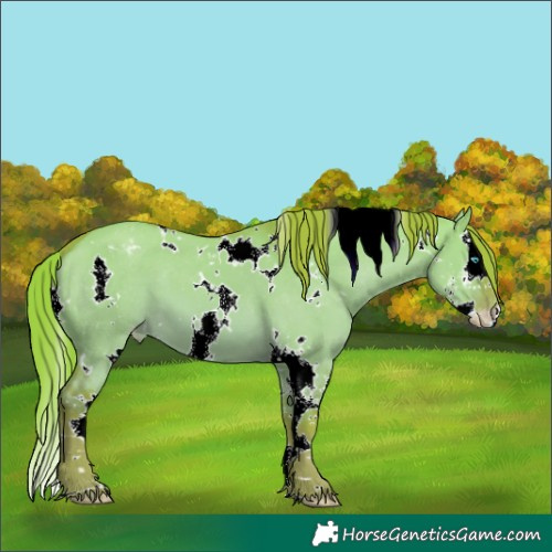 Horse Color:Watercolor White Spotted Red Dun Sabino Splash Appaloosa