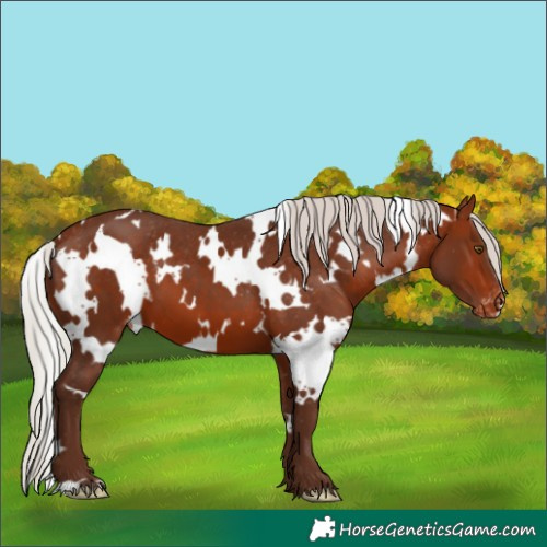 Horse Color:White Spotted Silver Bay Appaloosa
