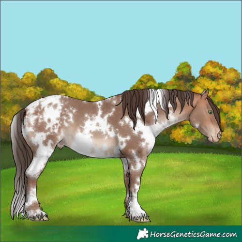 Horse Color:White Spotted Amber Champagne Appaloosa 