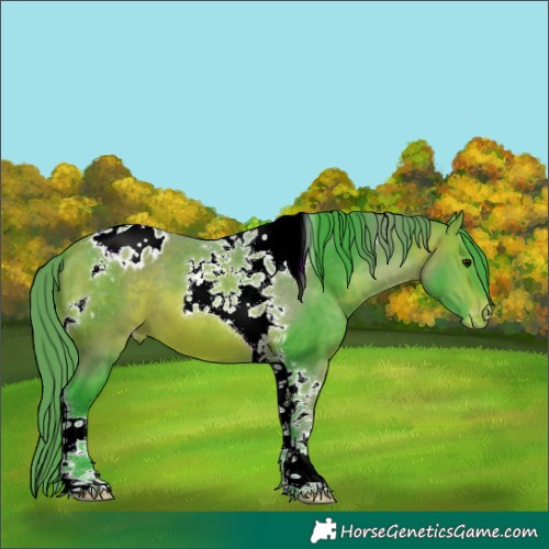 Horse Color:Watercolor Bay Tobiano Appaloosa 