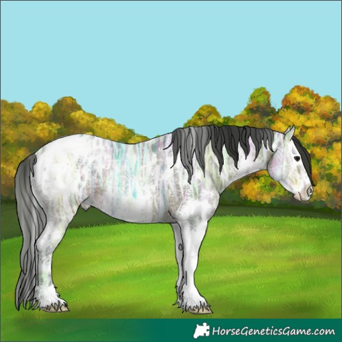Horse Color:White Spotted Bay Ice Sabino Splash Appaloosa