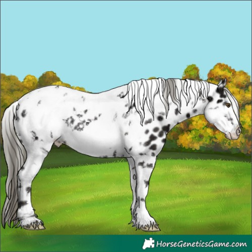 Horse Color:Liver Chestnut Ice Mushroom Tobiano Frame Appaloosa 
