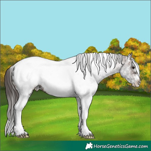 Horse Color:Bay Ice Sabino Tobiano Appaloosa 