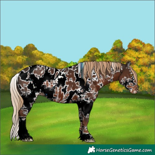 Horse Color:White Spotted Liver Chestnut Splash Appaloosa 