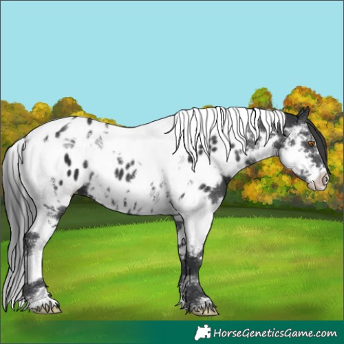 Horse Color:Black Splash Tobiano Appaloosa 