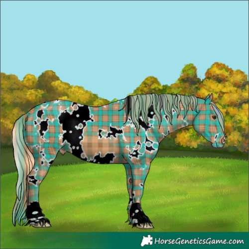 Horse Color:Plaid  White Spotted Chestnut Appaloosa 