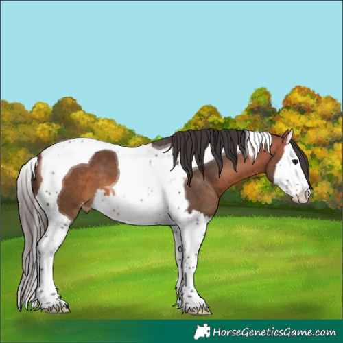 Horse Color:Bay Splash Tobiano Appaloosa 