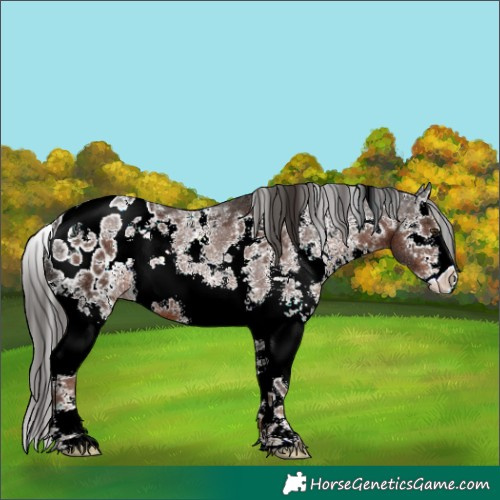 Horse Color:White Spotted Liver Chestnut Sabino Splash Appaloosa 
