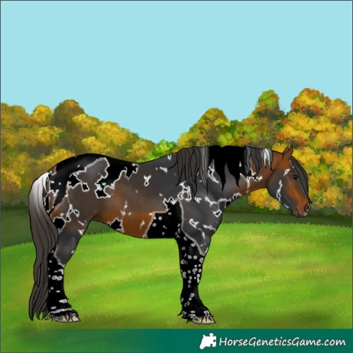 Horse Color:White Spotted Bay Tobiano 
