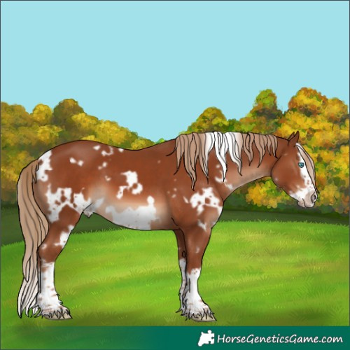 Horse Color:White Spotted Chestnut Splash Frame 