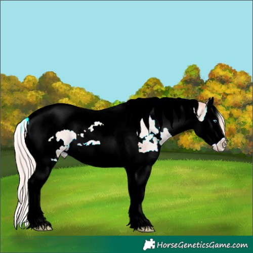 Horse Color:White Spotted Gold Cream Champagne Splash Tobiano 