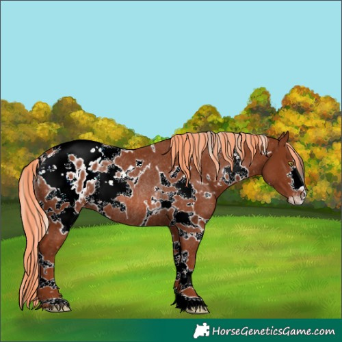 Horse Color:Painted White Spotted Chestnut Appaloosa Rabicano