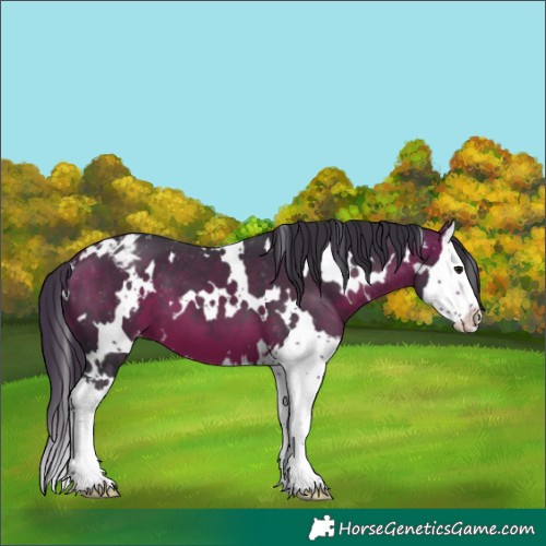 Horse Color:White Spotted Bay Splash Appaloosa 