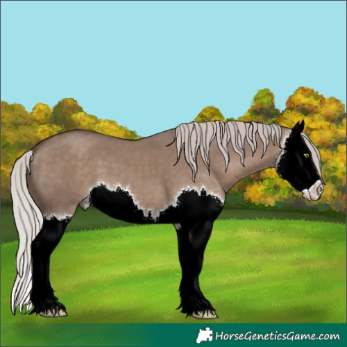 Horse Color:Silver Grullo Splash 