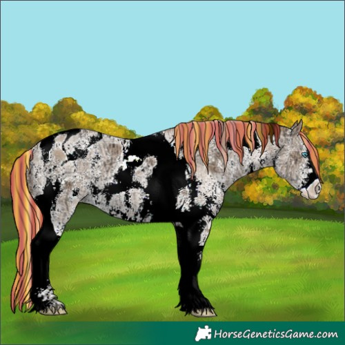 Horse Color:Painted Chocolate Palomino Ice Pearl Sabino Tobiano 