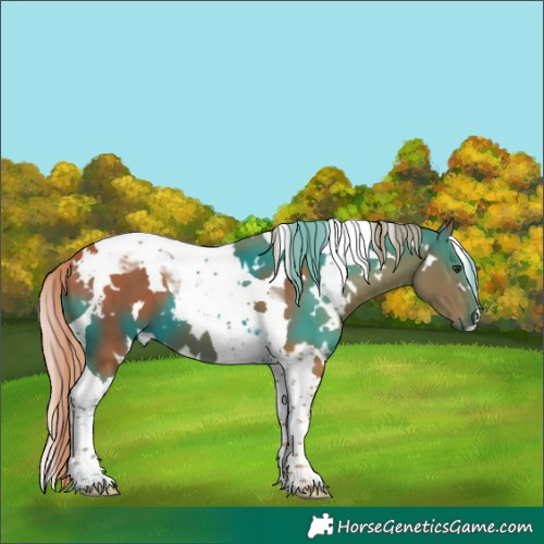 Horse Color:White Spotted Chestnut Tobiano 