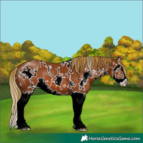 Horse Color:White Spotted Chestnut Splash 