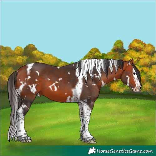 Horse Color:White Spotted Bay Splash Tobiano 