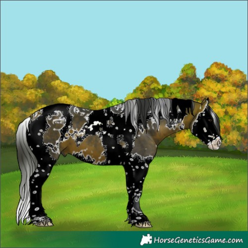 Horse Color:White Spotted Bay Splash Tobiano 