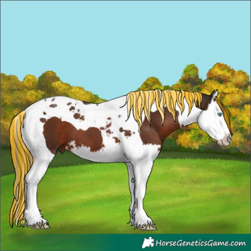 Horse Color:Painted Liver Chestnut Splash Tobiano
