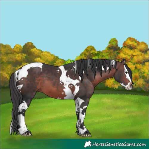 Horse Color:Brown Splash Tobiano 
