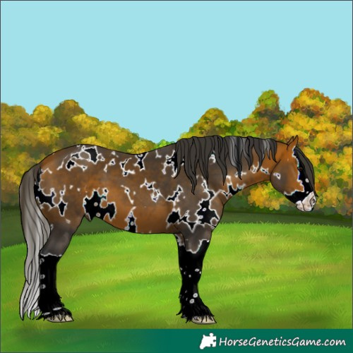 Horse Color:White Spotted Bay Splash 