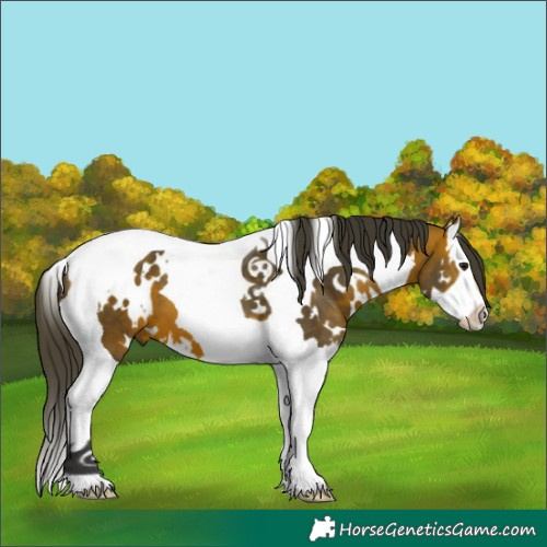 Horse Color:White Spotted Bay Splash Tobiano 