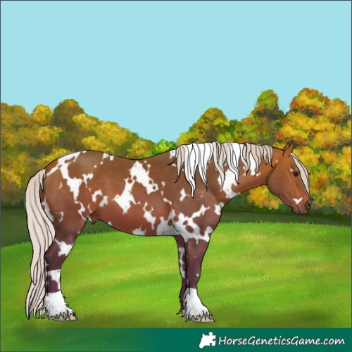 Horse Color:White Spotted Silver Bay 
