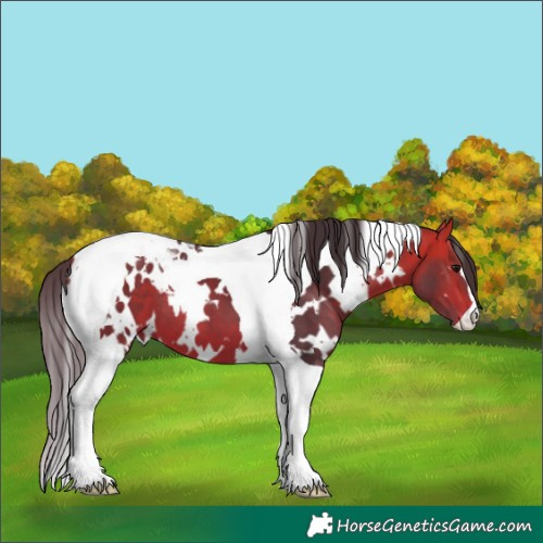 Horse Color:White Spotted Bay Tobiano 