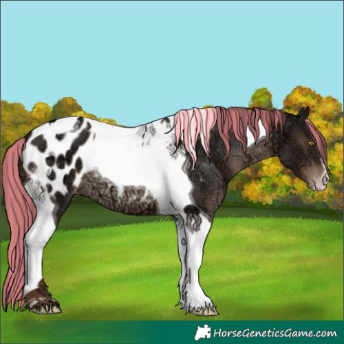 Horse Color:Painted Liver Chestnut Ice Tobiano Appaloosa 