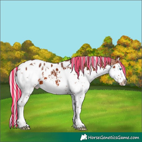 Horse Color:Painted White Spotted Silver Bay Splash Appaloosa 