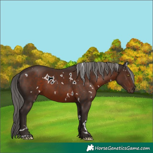 Horse Color:White Spotted Liver Chestnut 