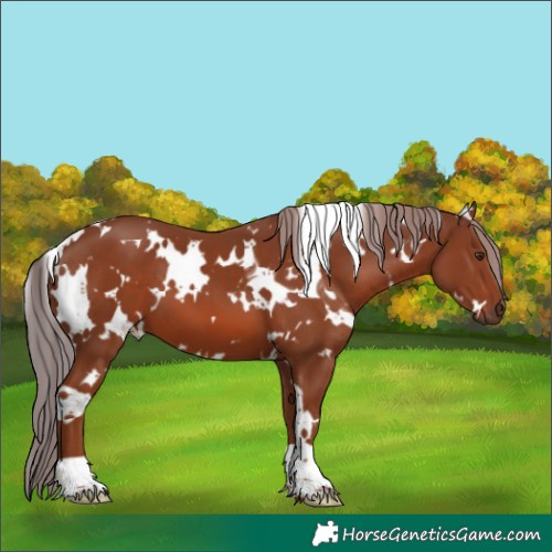 Horse Color:White Spotted Chestnut