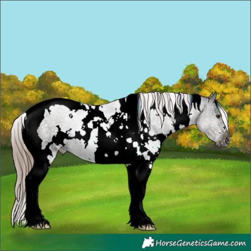 Horse Color:White Spotted Midnight Liver Chestnut Ice Tobiano 
