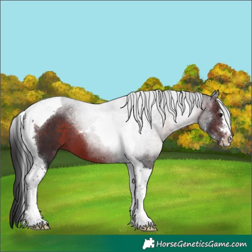 Horse Color:Brown Tobiano