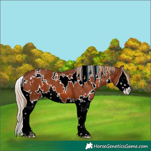 Horse Color:White Spotted Chestnut Splash 
