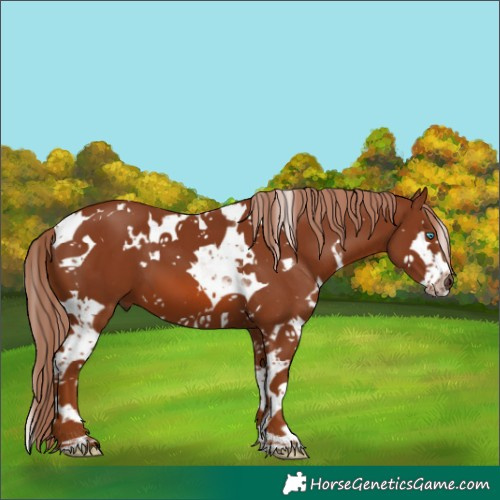 Horse Color:White Spotted Chestnut Splash Tobiano 