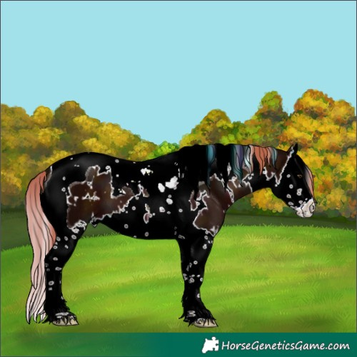 Horse Color:White Spotted Midnight Chestnut Splash Tobiano
