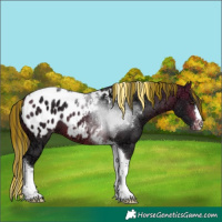 Horse Color:Painted Bay Ice Tobiano Appaloosa