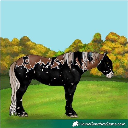 Horse Color:White Spotted Chestnut Splash